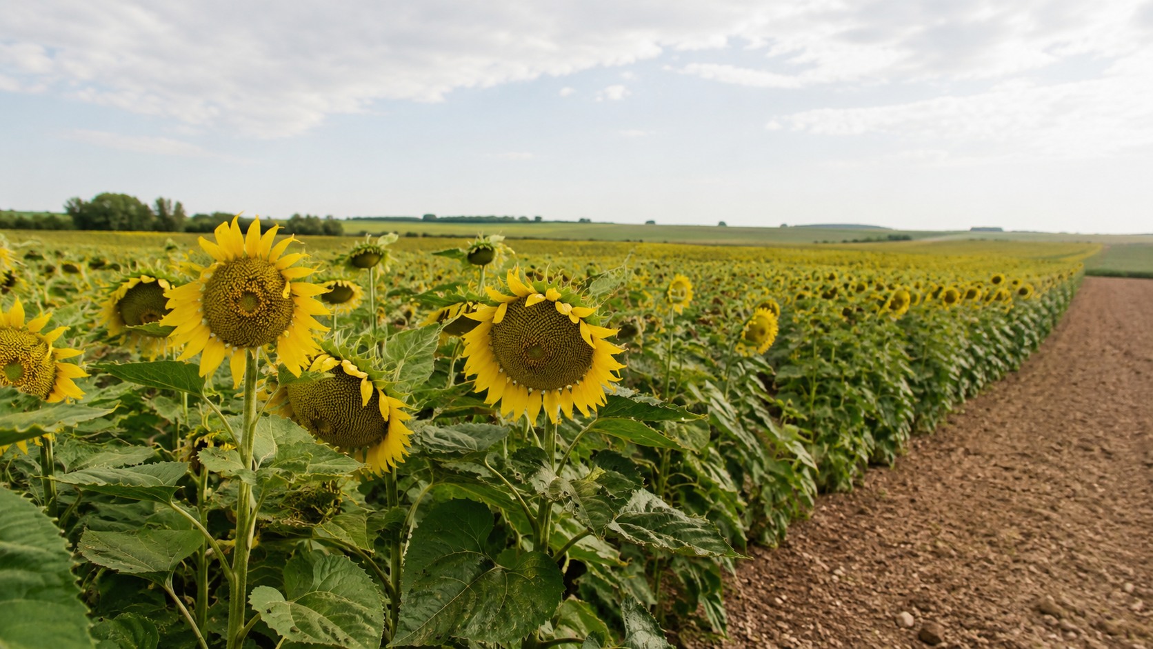 Vue agricole consacrée à tournesol linoléique