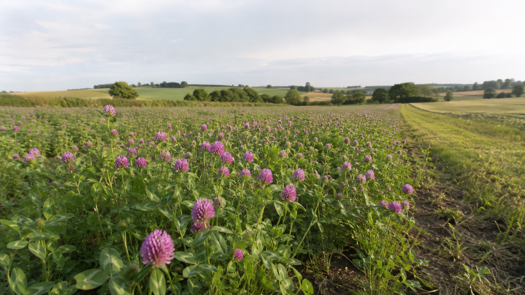 Inflorescences violettes de trèfle violet dans une prairie temporaire