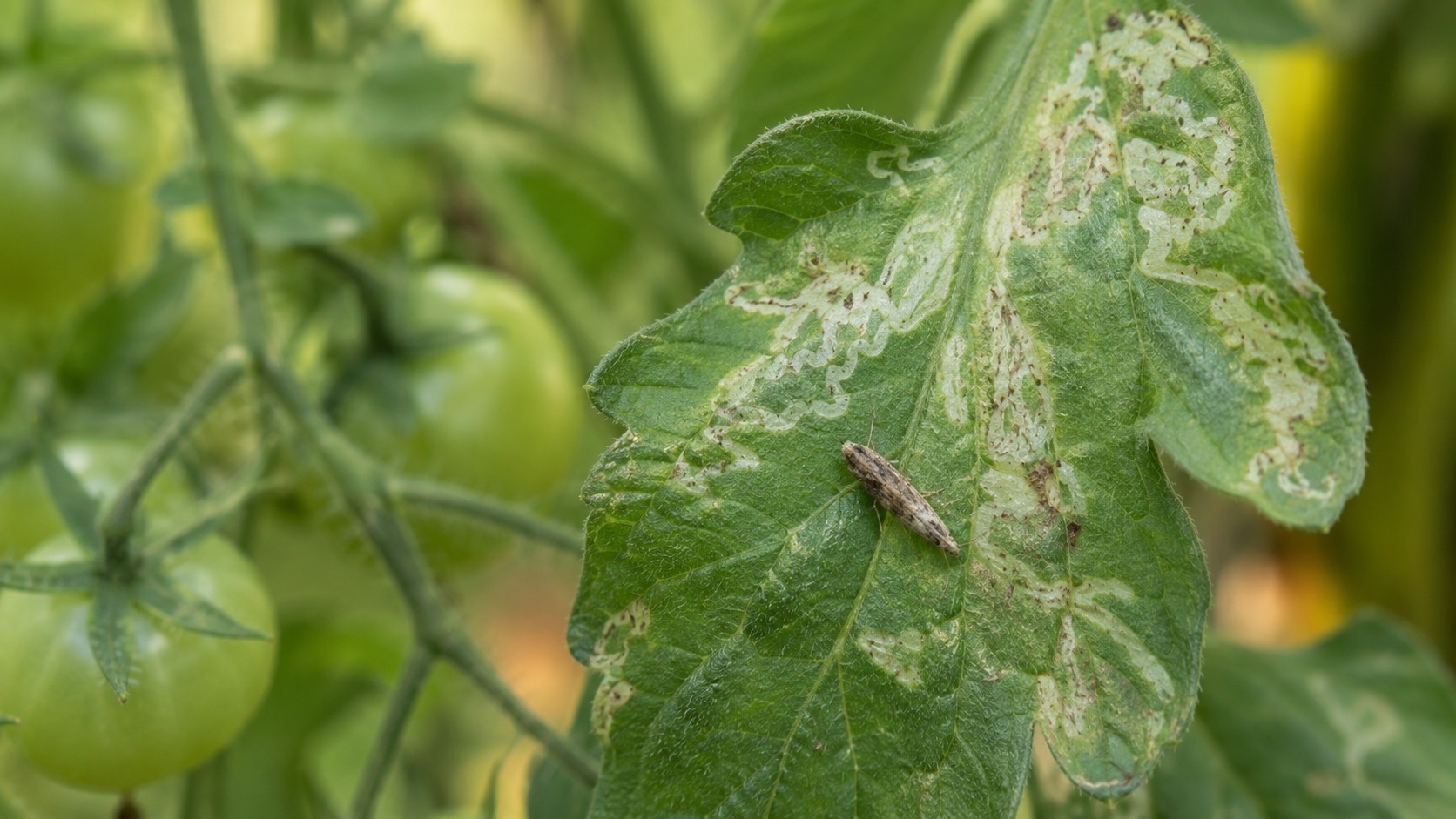 Vue agricole consacrée à tuta absoluta