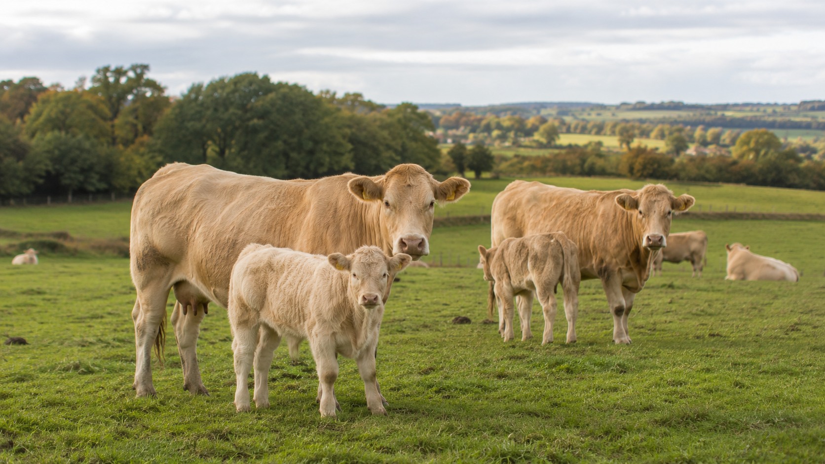 Vue agricole consacrée à vaches allaitantes