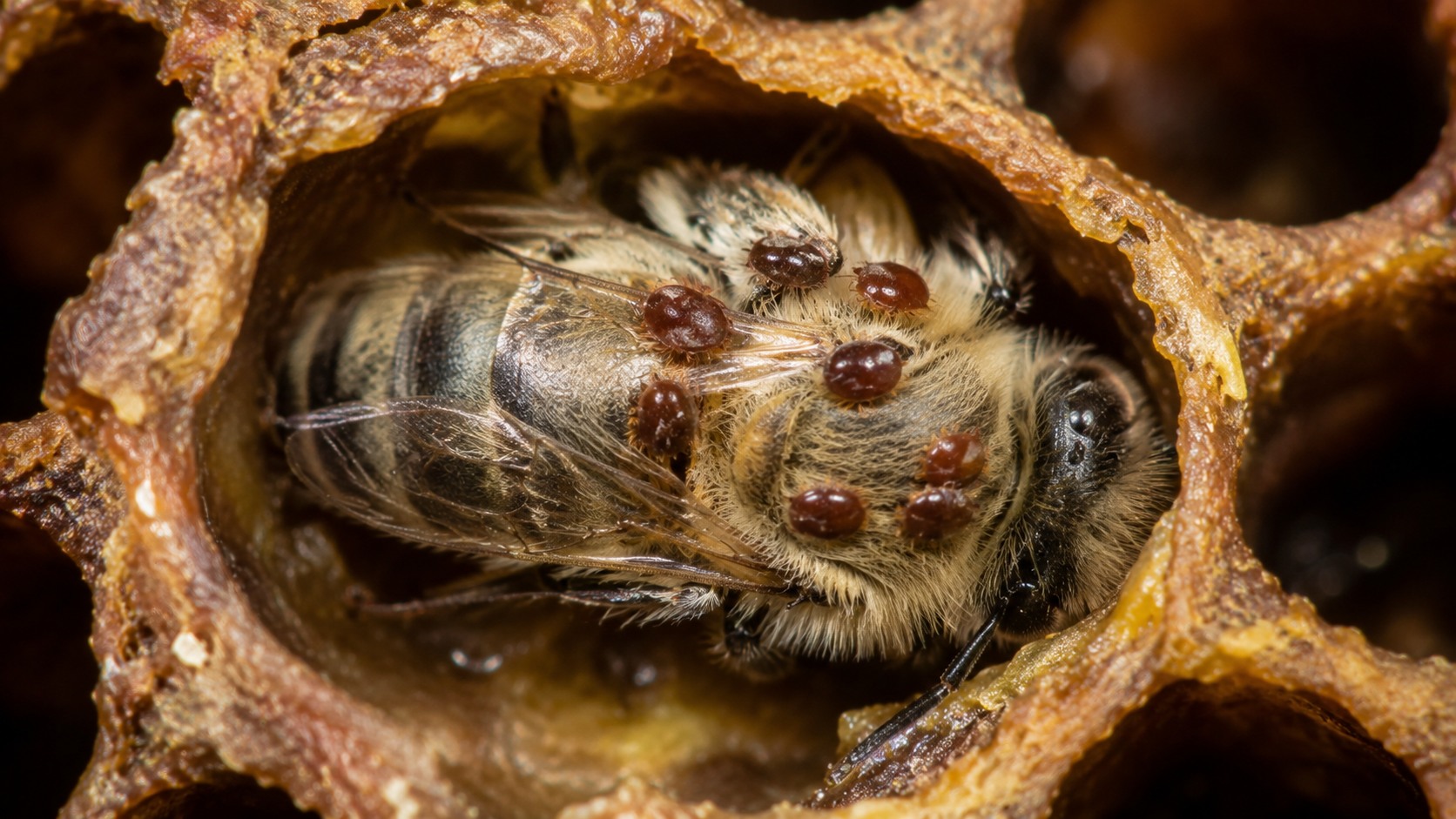 Vue agricole consacrée à varroa destructor