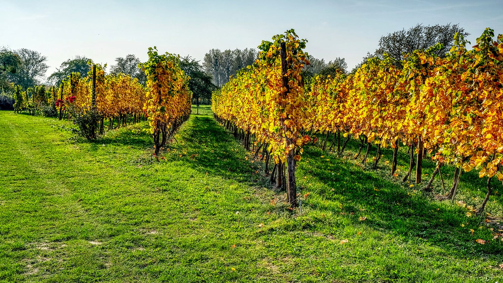 Vue agricole consacrée à vendanges