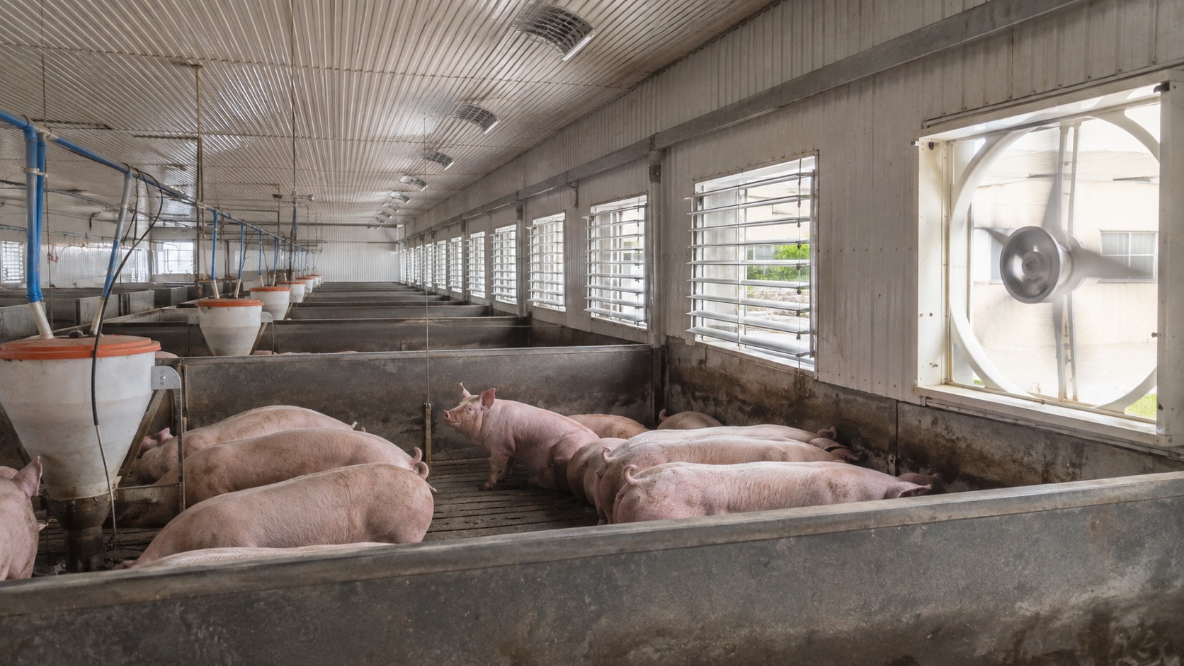 Vue agricole consacrée à ventilation des bâtiments porcins