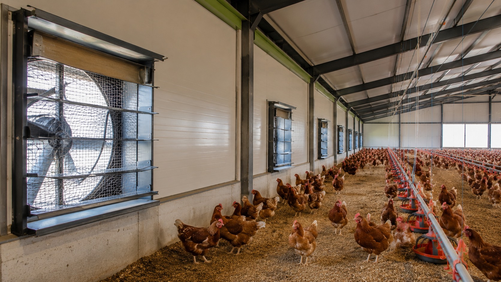 Vue agricole consacrée à ventilation des poulaillers