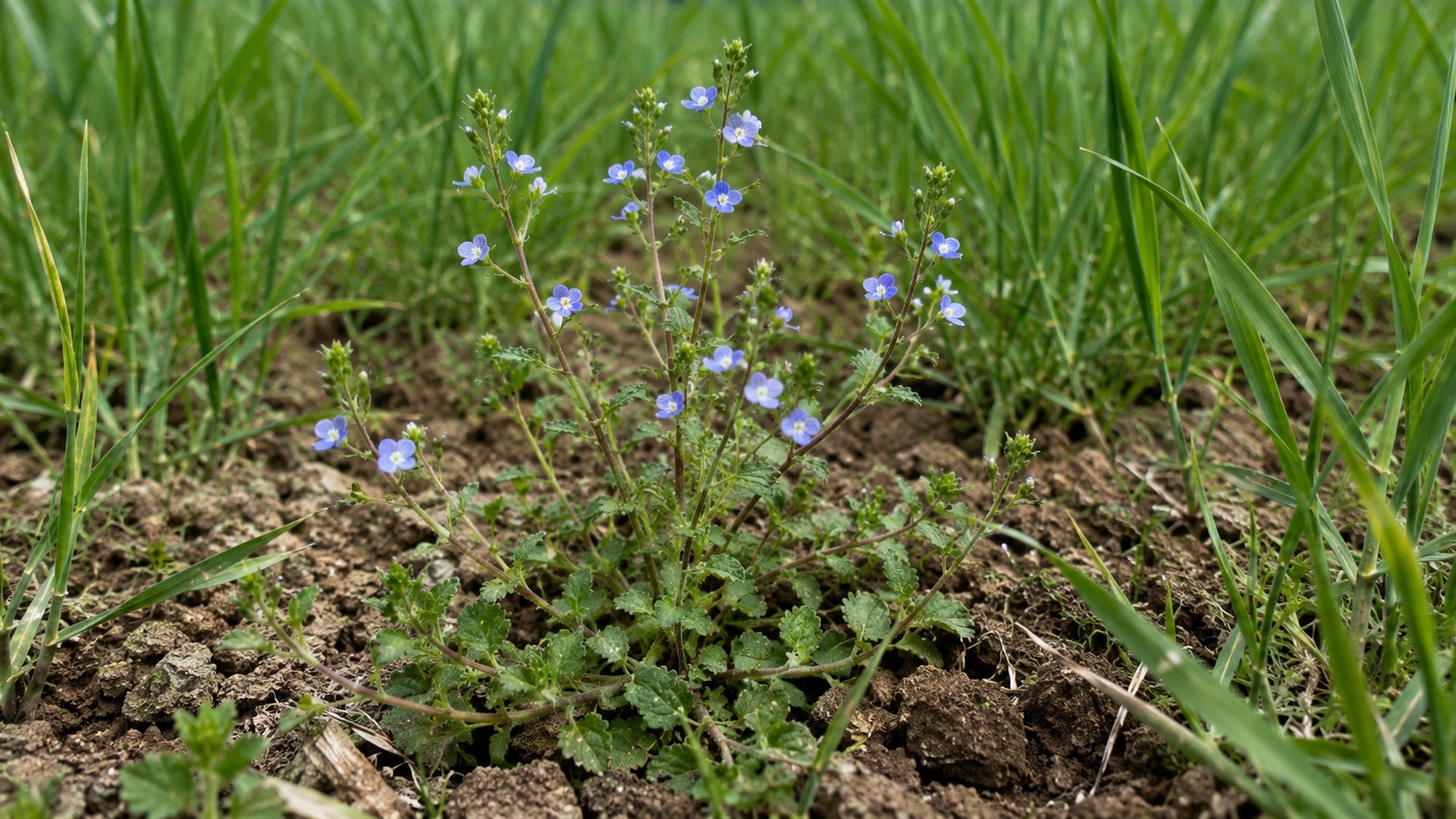 Vue agricole consacrée à véroniques