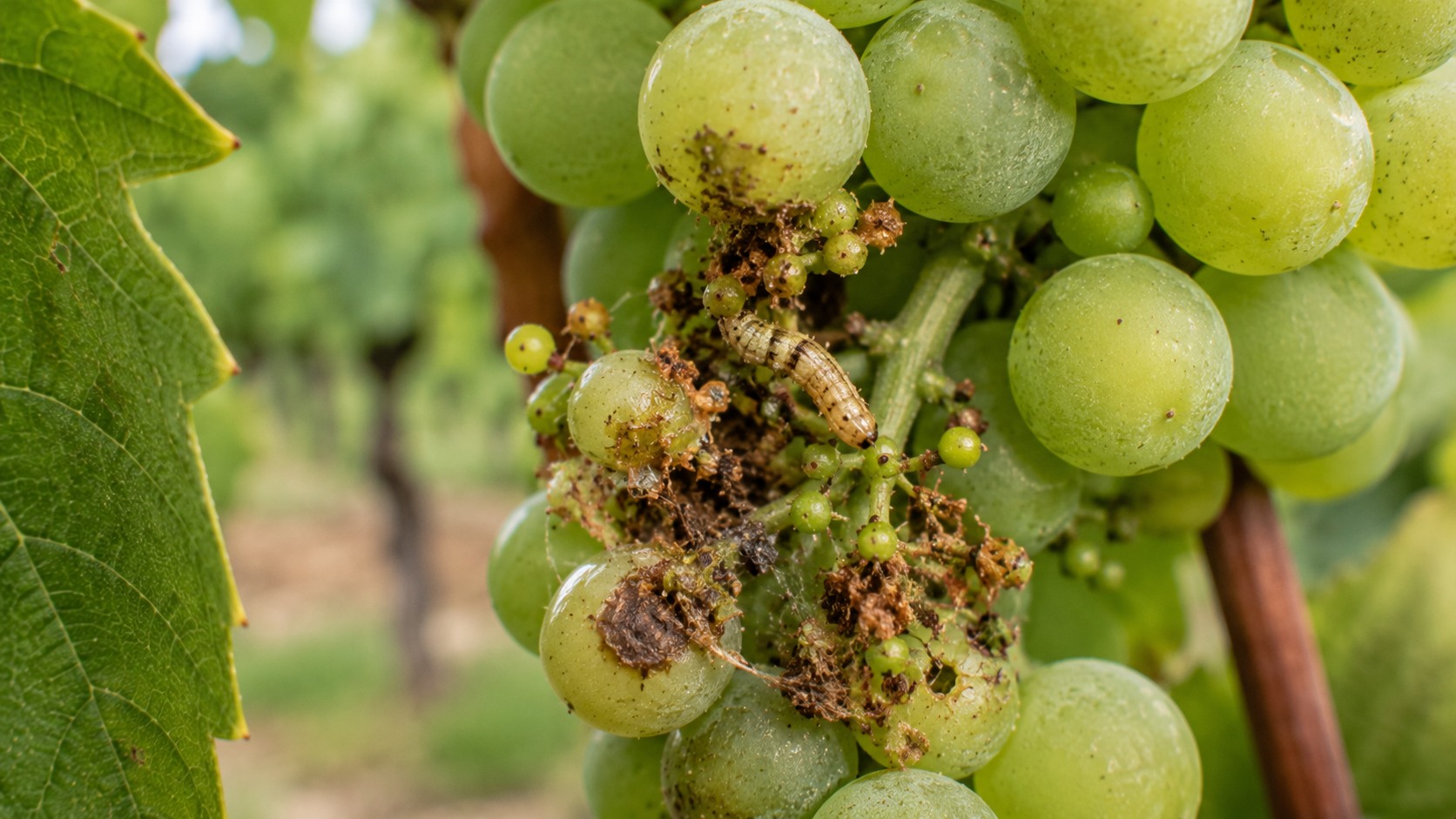 Vue agricole consacrée à vers de la grappe