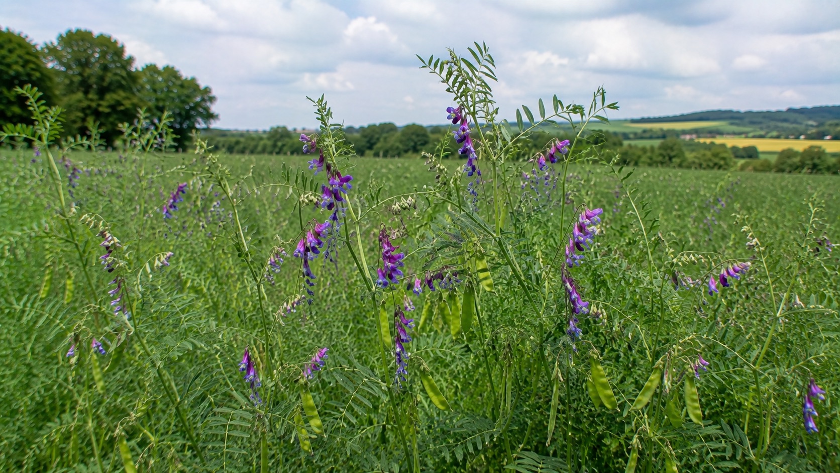 Vesce commune à fleurs violettes et gousses vertes dans une parcelle