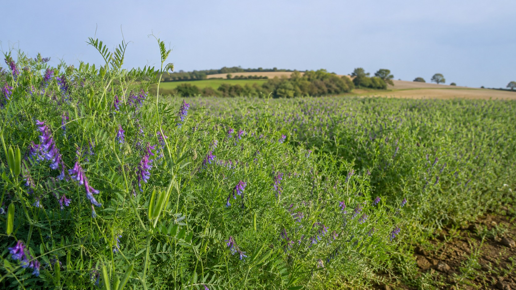 Vue agricole consacrée à vesce en couvert