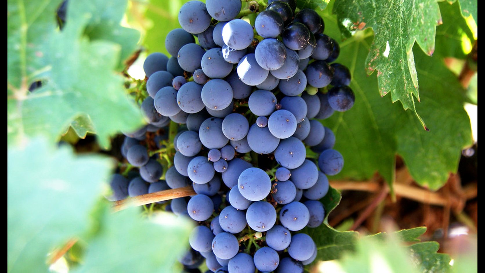 Illustration agricole de vigne de cuve