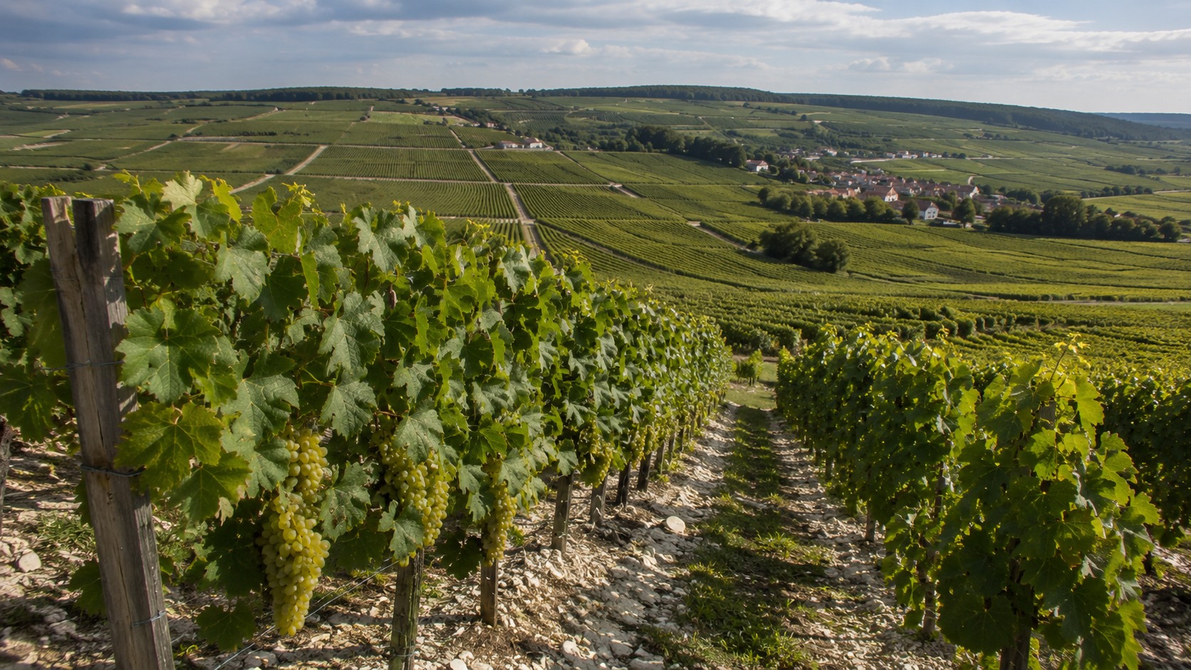 Vue agricole consacrée à vigne en champagne
