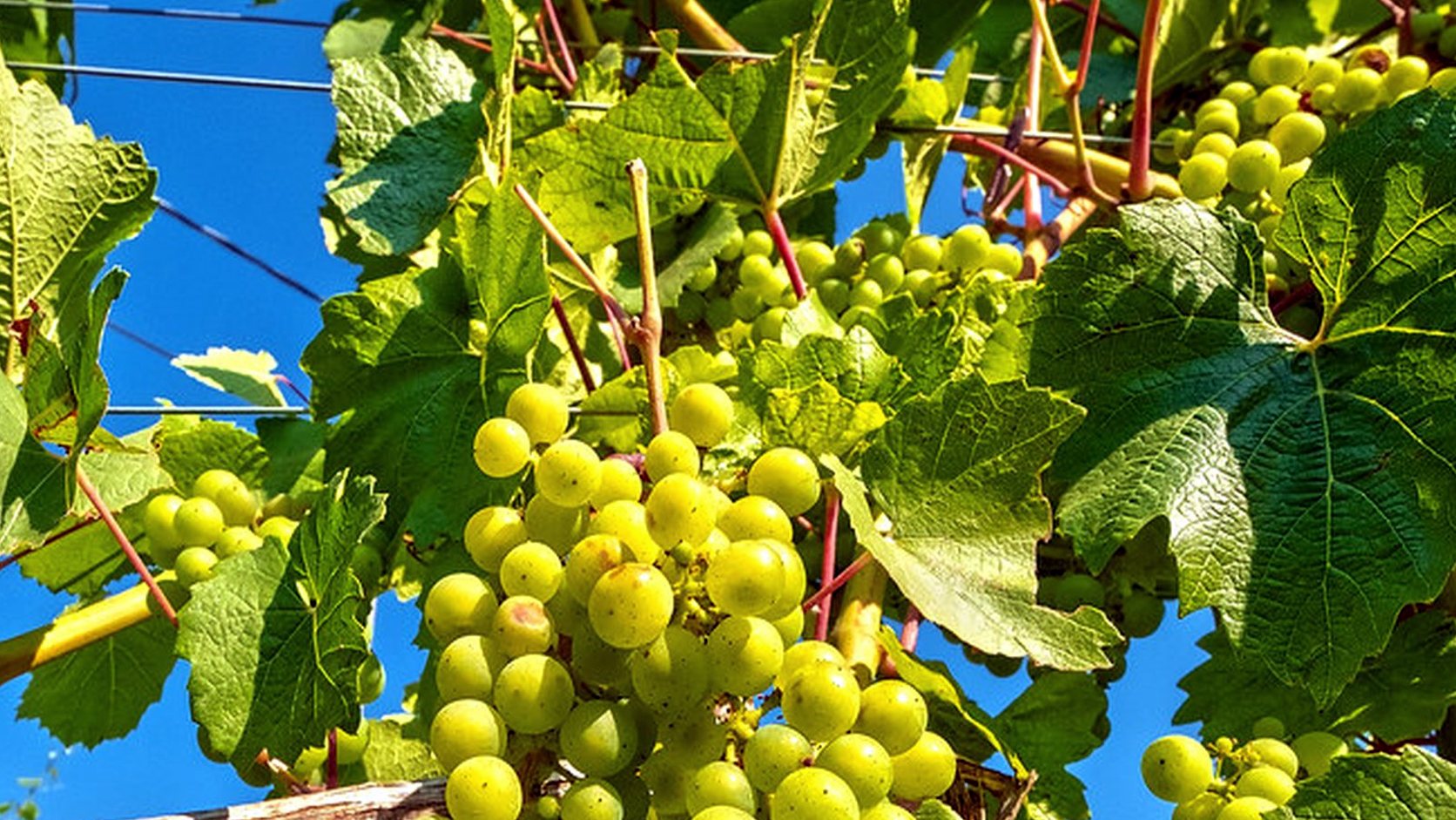 Illustration agricole de viognier