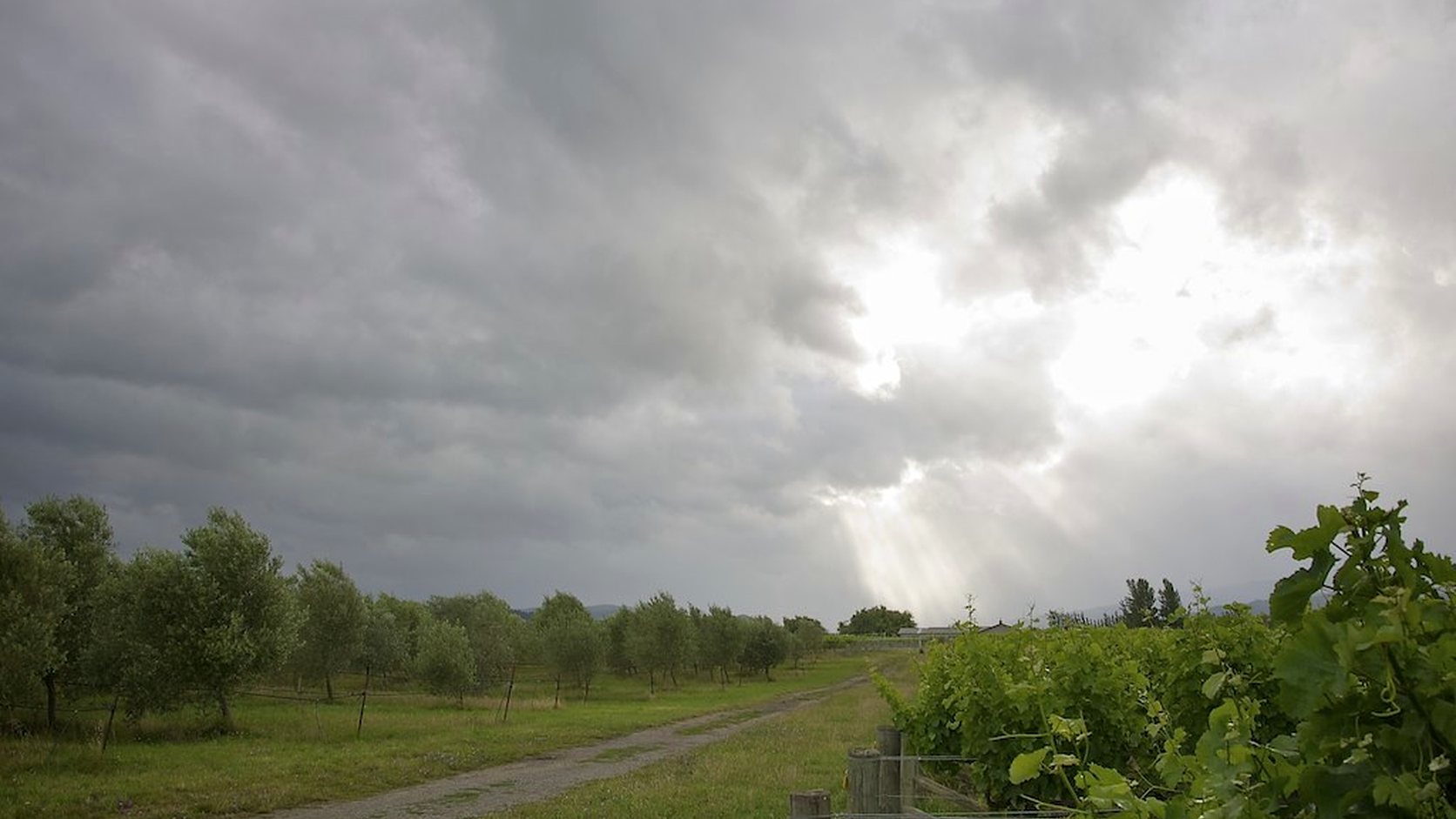 Vue agricole consacrée à viticulture biodynamique