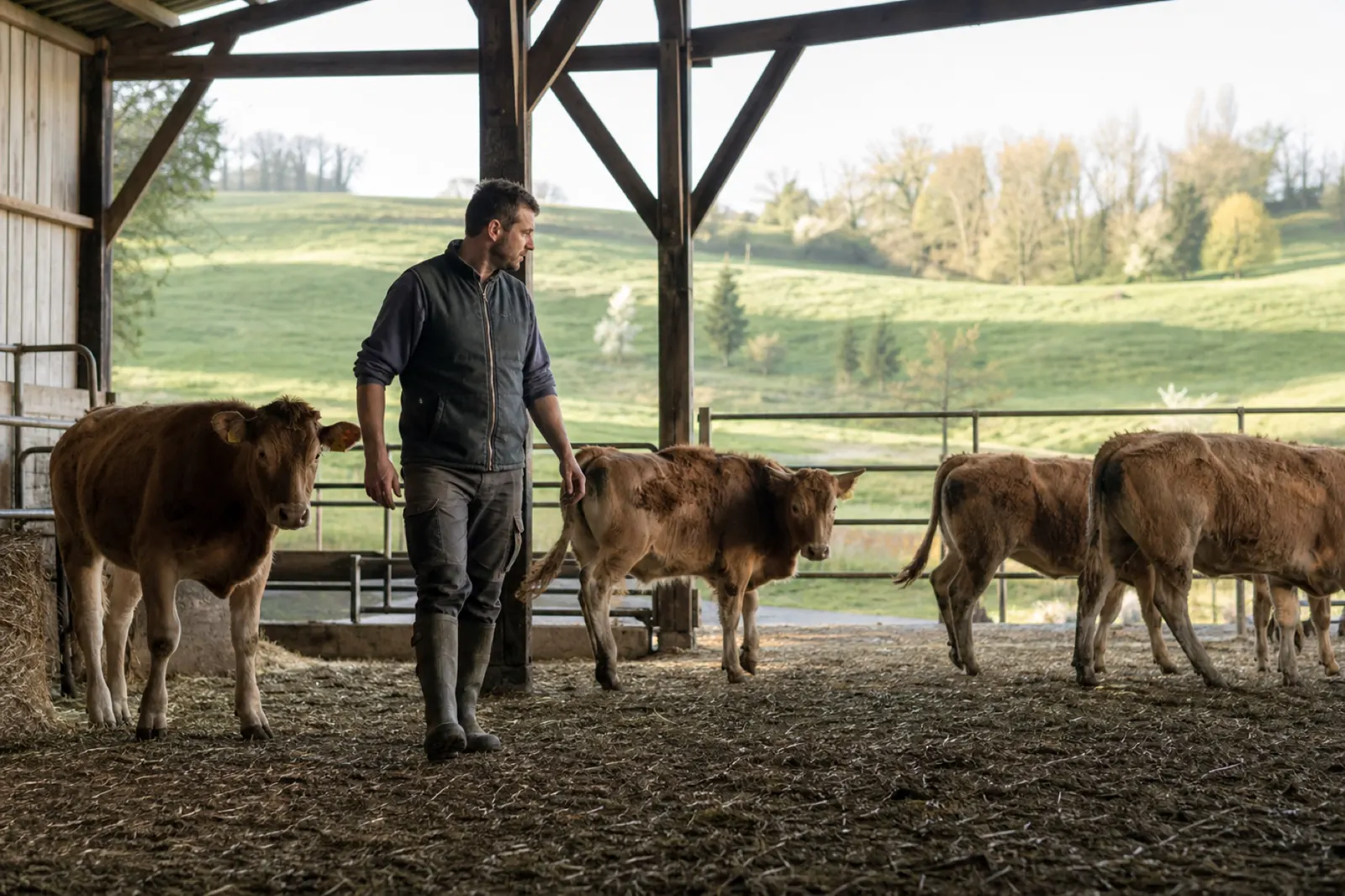 Troupeau dans une exploitation agricole