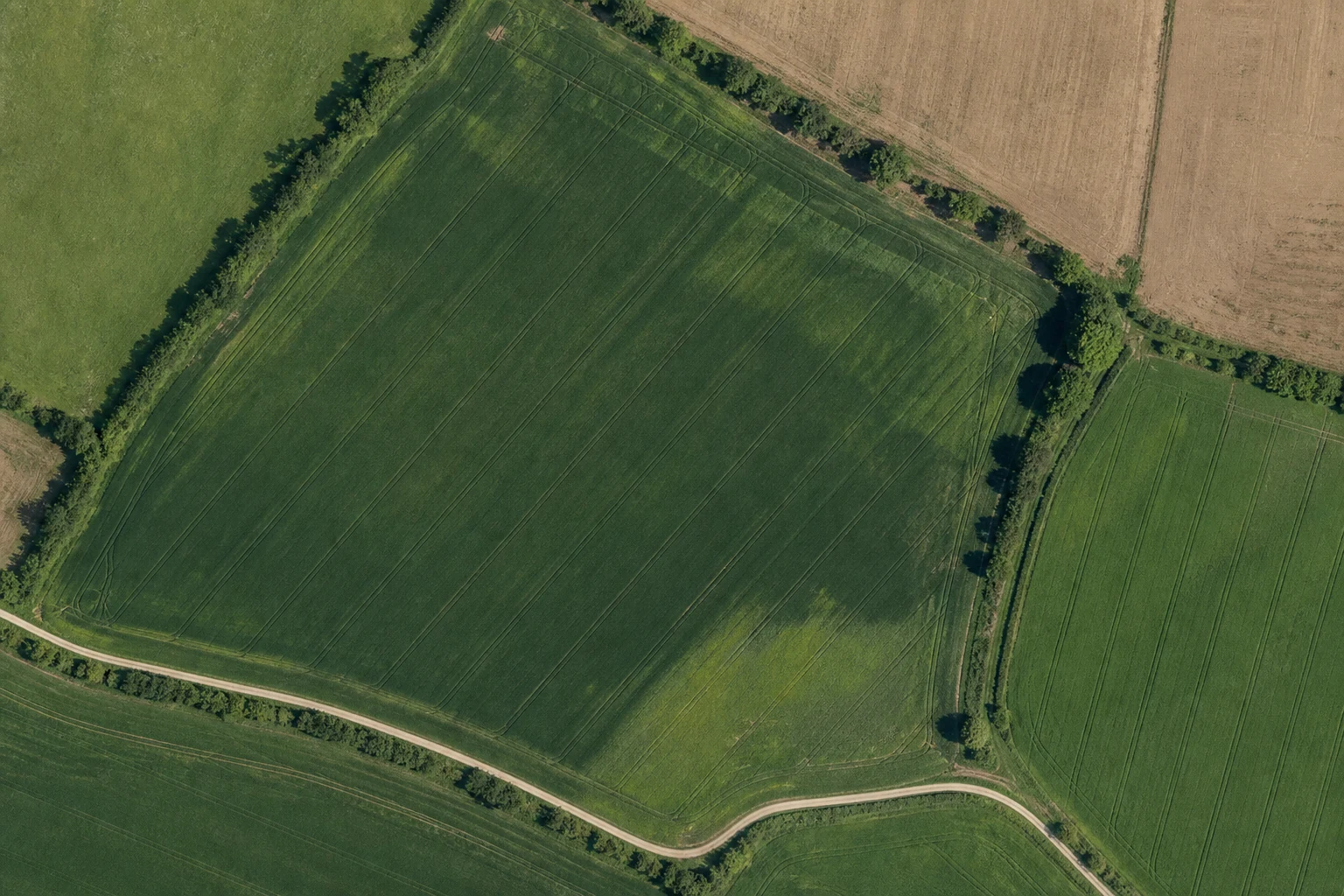 Vue satellite d’une parcelle de blé bordée de haies et d’un chemin agricole