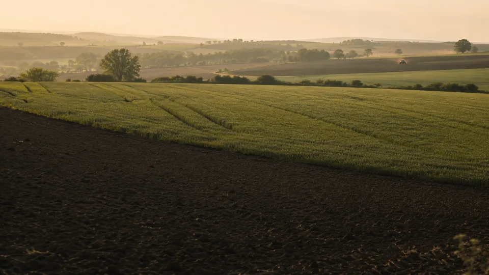 Paysage agricole structuré où une parcelle ressort comme la priorité du matin.
